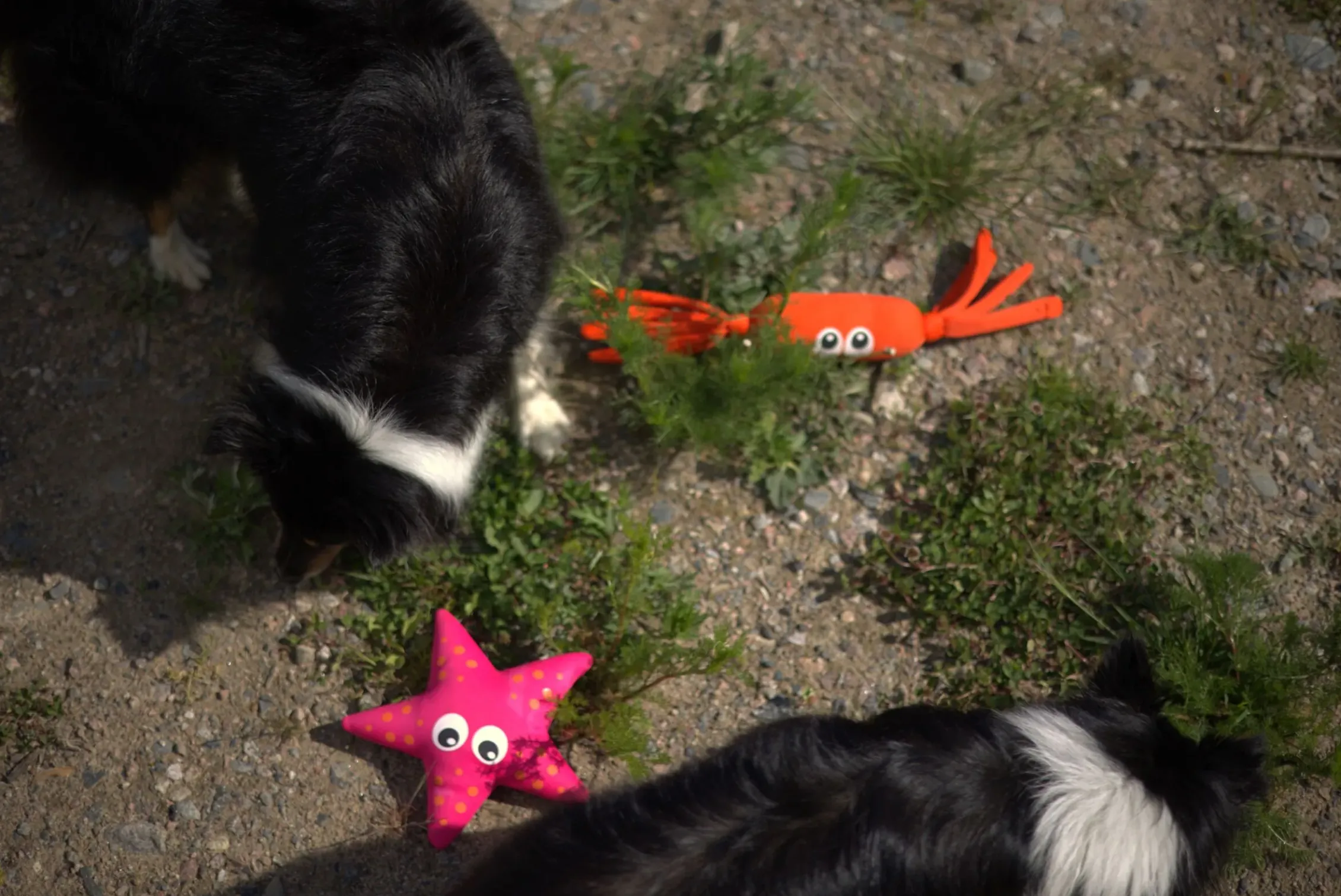 Icepeak Pet Starfish Toy